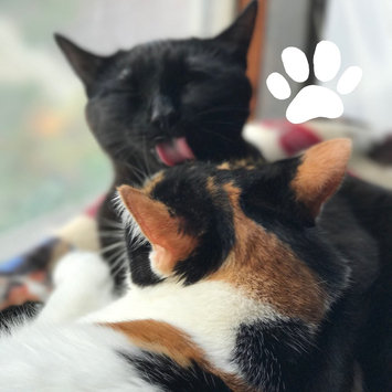 Photo of TEMPTATIONS™ MixUps Treats For Cats Catnip Fever Cat Treats uploaded by Savannah H.