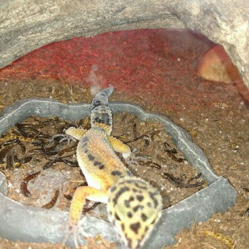 Photo of Zoo Med Food Water Dish Small Natural uploaded by Hannah S.