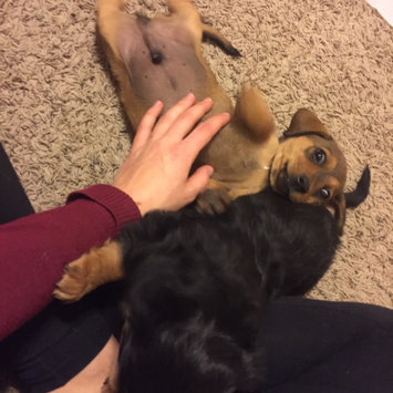 Photo of ASPCA uploaded by Madison S.