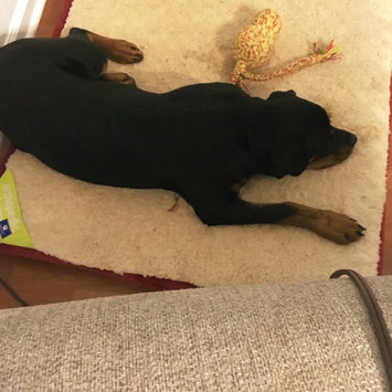 Photo of Happy Hounds Orthopedic Dog Bed Large Crimson uploaded by Arden J.