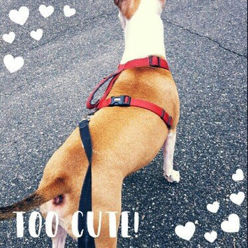 Photo of KONGA Comfort Dog Harness & Traffic Loop uploaded by Elizabeth C.
