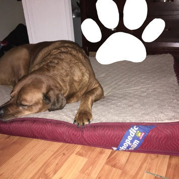 Photo of Top Paw Double Orthopedic Pet Bed uploaded by Jacqueline V.