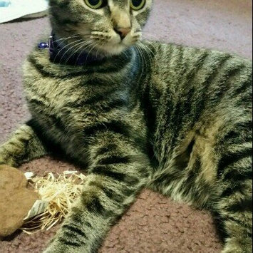 Photo of Humane Society of the United States uploaded by Jenna S.