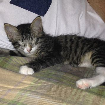 Photo of Iams™ Proactive Health™ Healthy Kitten Cat Food uploaded by Mak D.