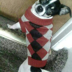 Photo of Anima Stripe T-shirt - Mommy's Boy Print Available in All Sizes uploaded by Felisha L.