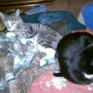Photo of Taste of the Wild Canyon River Feline - Trout & Smoked Salmon uploaded by Heather V.