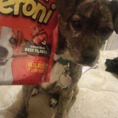 Photo of Pup-Peroni® Original Bacon Flavor Dog Snacks, 10-Ounce uploaded by Bobbi B.