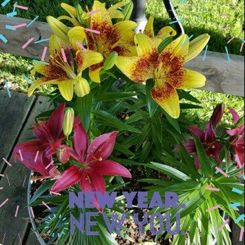 Photo of Raised Garden and Sand Commercial Grade Box 2 Tier, Green uploaded by Lynne K.