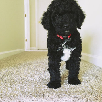 Photo of THE BLUE BUFFALO CO. BLUE™ Wilderness® Chicken For Large Breed Puppies uploaded by Isabella S.