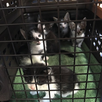 Photo of Humane Society of the United States uploaded by Kelli B.