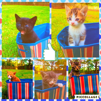 Photo of Doskocil Inc Large Litter Pan uploaded by Leah K.