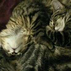 Photo of Special Kitty: For Kittens Cat Food, 56 Oz uploaded by Tamara H.