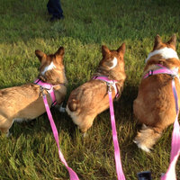 Four Paws Comfort Control Harness Blue Large uploaded by Lindsey T.