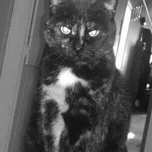 Photo of Fancy Feast Grilled Gourmet Cat Food uploaded by Melanie P.