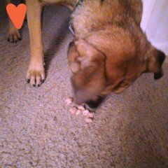 Photo of Stella Chewy S Stella & Chewy's Super Beef Freeze Dried Dog Food uploaded by HEATHER B.