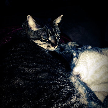 Photo of Humane Society of the United States uploaded by Sarah H.