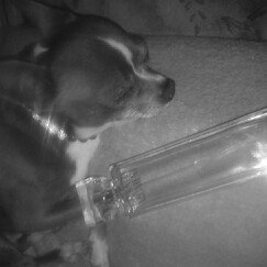 Photo of Calvin Klein Obsession Eau de Parfum uploaded by Cheyanne S.