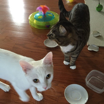 Photo of TEMPTATIONS™ Snacky Mouse Cat Toy uploaded by Jordan P.