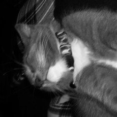Photo of Soft Claws Black Medium 9-13 LBs Cat Nail Caps uploaded by Katelynn G.