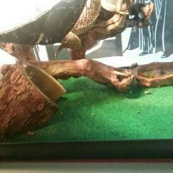 Photo of Zoo Med Laboratories SZMET10 Eco Turf Carpet uploaded by Asia T.