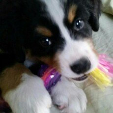 Photo of Feed Your Best Friend Better: Easy, Nutritious Meals and Treats for Dogs uploaded by Jacqueline D.