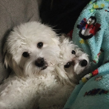 Photo of AvoDerm Natural Shampoo for Dogs and Cats uploaded by Rachael M.