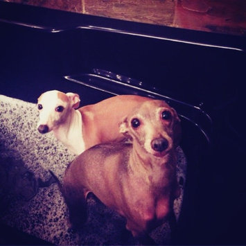 Photo of Pet Head Dirty Talk Deodorizing Shampoo uploaded by Amanda R.