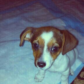 Photo of ASPCA uploaded by rocio c.