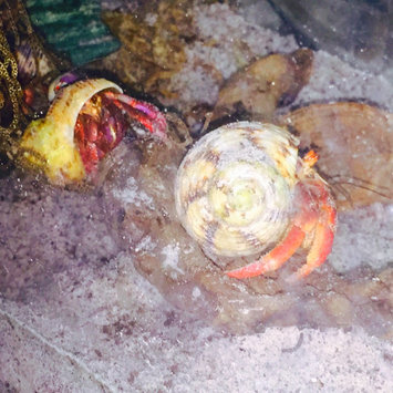 Photo of Baker & Taylor Hermit Crabs For Dummies uploaded by Debrann M.