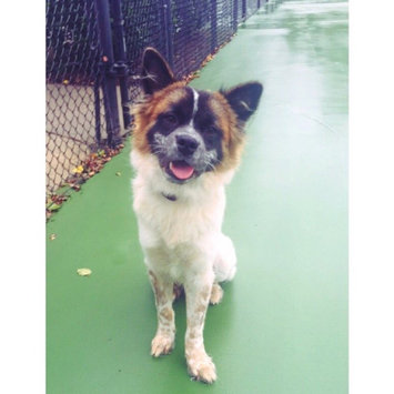 Photo of Pet Head Dirty Talk Deodorizing Shampoo uploaded by Suzie F.