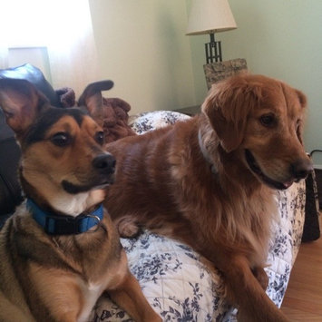 Photo of THE BLUE BUFFALO CO. BLUE™ Life Protection Formula® Chicken and Brown Rice Recipe For Adult Dogs uploaded by Kirstie B.