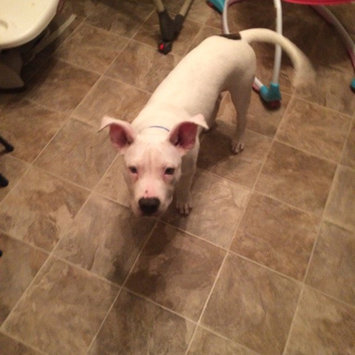 Photo of Bully Max The Ultimate Canine Supplement, 60 Tablets uploaded by Misty E.