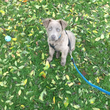 Photo of THE BLUE BUFFALO CO. BLUE™ Life Protection Formula® Chicken and Brown Rice Recipe For Puppies uploaded by Erika B.