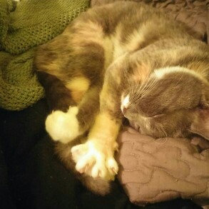 Photo of Purina Kitten Chow PurinaA Kitten ChowA Nurture Kitten Food uploaded by Lindsay T.