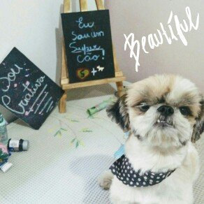 Photo of Lupine Pet 746889142072 Puppy Love 4 Ft. Lead uploaded by Glauciane R.