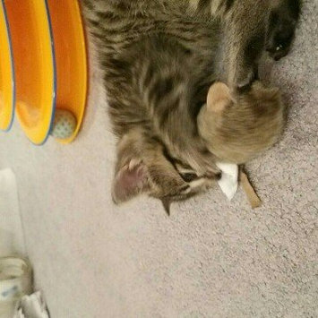 Photo of Play -N- Squeak MouseHunter Cat Toy uploaded by Chloe C.