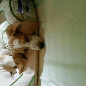 Photo of GNC Pets Dog Essentials Ear Care Wipes uploaded by Nicole H.