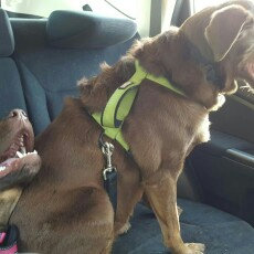 Photo of KONGA Comfort Dog Harness & Traffic Loop uploaded by Jamie B.