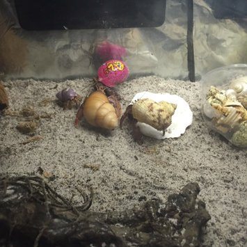 Photo of All Living ThingsA Crab Shack Hermit Crab Habitat uploaded by Debrann M.