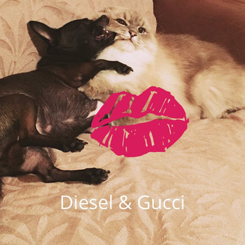 Photo of Pet Head Dirty Talk Deodorizing Shampoo uploaded by Dilara B.