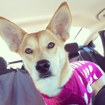 Photo of Humane Society of the United States uploaded by Kelsey S.