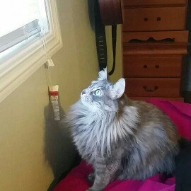 Photo of TEMPTATIONS™ Classic Treats For Cats Hearty Beef Cat Treats uploaded by Joanne L.