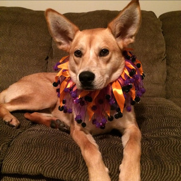 Photo of ASPCA uploaded by Kelsey S.