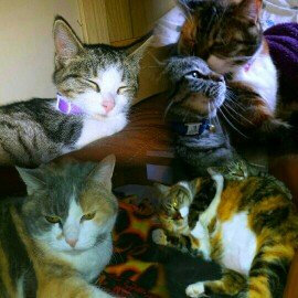Photo of Fresh Step Extreme Clay Cat Litter uploaded by Kyla R.