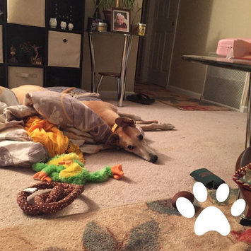 Photo of Kong Wild Whole Elk Antler For Dogs uploaded by Jessie H.