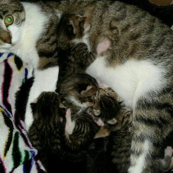 Photo of Iams™ Proactive Health™ Healthy Kitten Cat Food uploaded by Janell O.