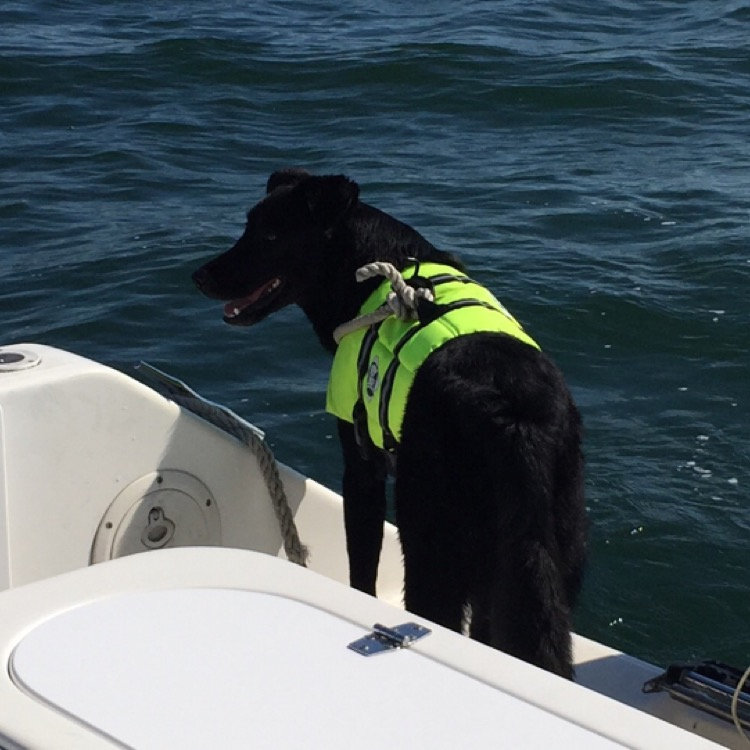 Paws Aboard Doggy Life Jacket in Yellow, Large