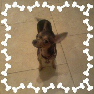 Photo of ASPCA uploaded by Lulu C.