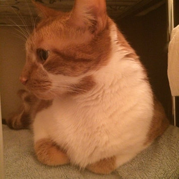 Photo of Humane Society of the United States uploaded by Hui-Yu Y.