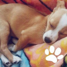 Photo of ASPCA uploaded by Zaire O.